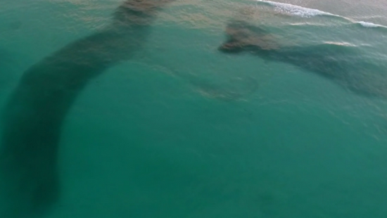 Boab UAS' pictures show massive 'black clouds' of fish on Broome's Cable Beach